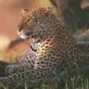 Wildlife94