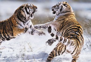 1181