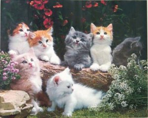 4177